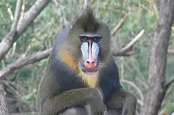 Mandrill