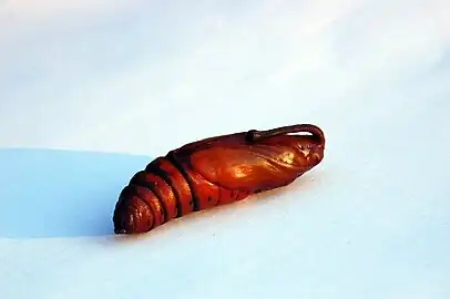 Pupa