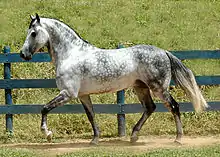 Dappled gray horse with dark mane and tail