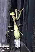 Stagmomantis carolina laying ootheca