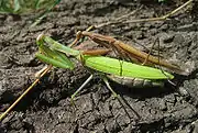 Mantis religiosa mating (brown male, green female)