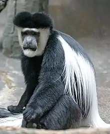 Mantled guereza