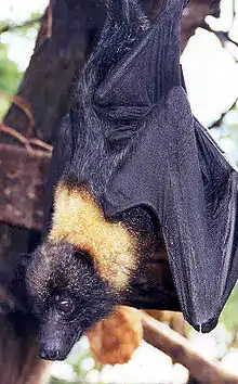 Mariana Fruit Bat