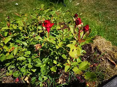 Rosa 'Marie Under', a rose cultivar created by  Aune Mark, Kärt Soans and Lea Eermann in 2007 and named in Under's honor