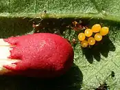 Ladybird eggs