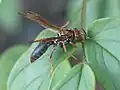 Polistes ridleyi, endemic to Fernando Noronha, Brazil.