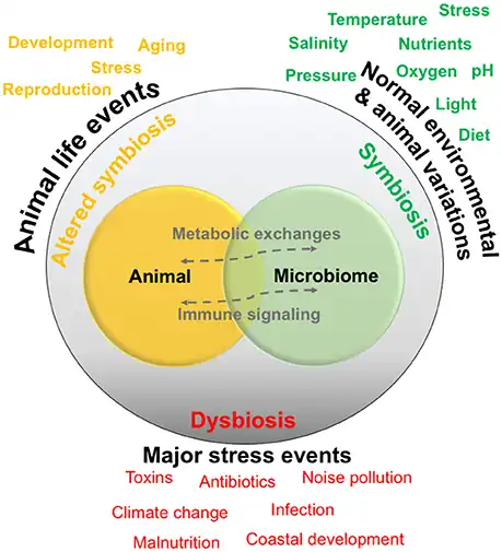 Relationships are generally thought to exist in a symbiotic state, and are normally exposed to environmental and animal-specific factors that may cause natural variations. Some events may change the relationship into a functioning but altered symbiotic state, whereas extreme stress events may cause dysbiosis or a breakdown of the relationship and interactions.