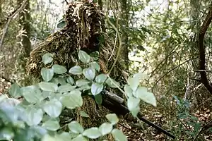 A sniper wearing a ragged ghillie suit among thick vegetation