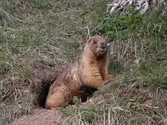 Gray marmot