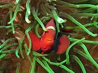 Female from Gilli Lawa Laut, near Komodo Island showing the gold tinged head bar and distinctive cheek spine