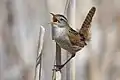 Marsh wren at Tule Lake National Wildlife Refuge, California