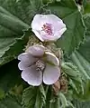 Flowers, showing purple anthers when unopened (England)