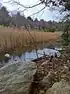 Brook and wetlands