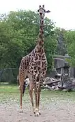 Masai giraffe