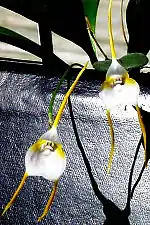 Masdevallia mejiana