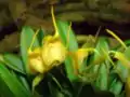 Masdevallia (Masdevallia) sect. Minutae:Masdevallia floribunda