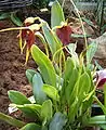 Masdevallia weberbaueri