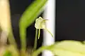 Masdevallia nidifica