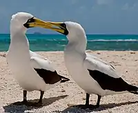 Two white birds touching bills.