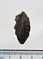 Mastixia sp. seed, Nyssaceae