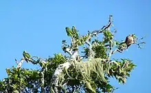 Photo of green parrots in a tree