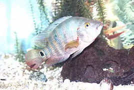 Mayan cichlid