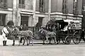 Zebras pulling a carriage