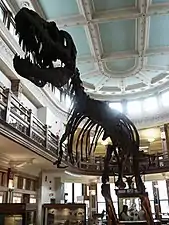 View of the Gorgosaurus in the central evolution exhibit atrium