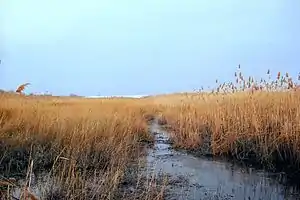 Lyndhurst portion of New Jersey Meadowlands