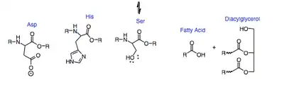 Mechanism of Triglyceride Hydrolysis