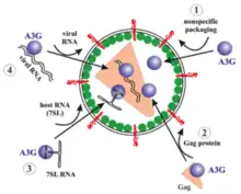 APOBEC3G incorporation into virions