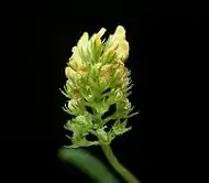 Flowers wilting after pollination