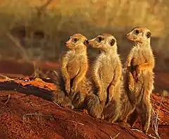 Three standing brown mongooses