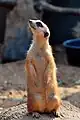 Meerkat