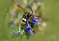 M. maculata flavifrons with yellow setae on the abdomen.