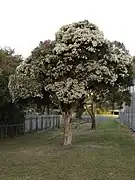 Tree blooming