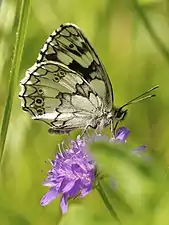 Male underside