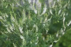 Melilotus alba Desr. — White sweet-clover.