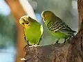 Budgerigars perched in a tree