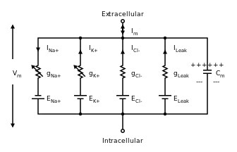 Circuit diagram depicting five parallel circuits that are interconnected at the top to the extracellular solution and at the bottom to the intracellular solution.