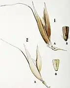 1 A. sterilis, 2 A. sativa, spikelet and base of outer grain of both cultivated species