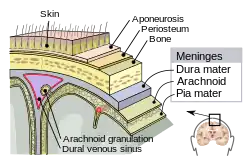 Meninges