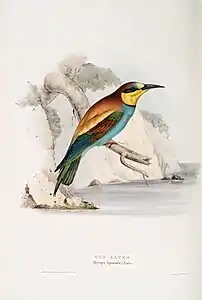 European bee-eater painted by John Gould, English ornithologist