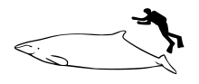 Perrin's beaked whale size