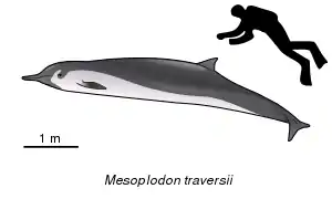 The Spade-toothed whale (M. traversii) was only morphologically described in 2012