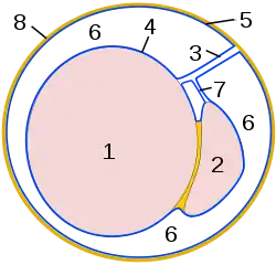 Schematic drawing of a cross-section through the vaginal process.