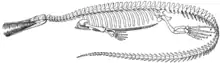 Early reconstruction of the skeleton of M. brasiliensis showing many small teeth in the jaws (MacGregor, 1908).