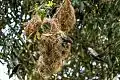 Metallic Starlings around high nests in the Daintree Rainforest in Queensland.