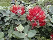 ʻŌhiʻā lehua is the predominant endemic tree found in Puna.