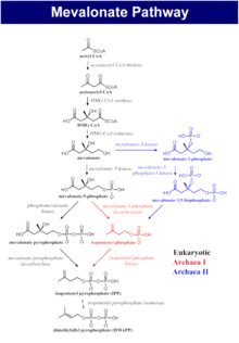 The biosynthesis process of isoprenoids